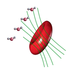 field distortions deoxyhemoglobin