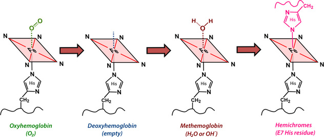 hemoglobin evolution mri